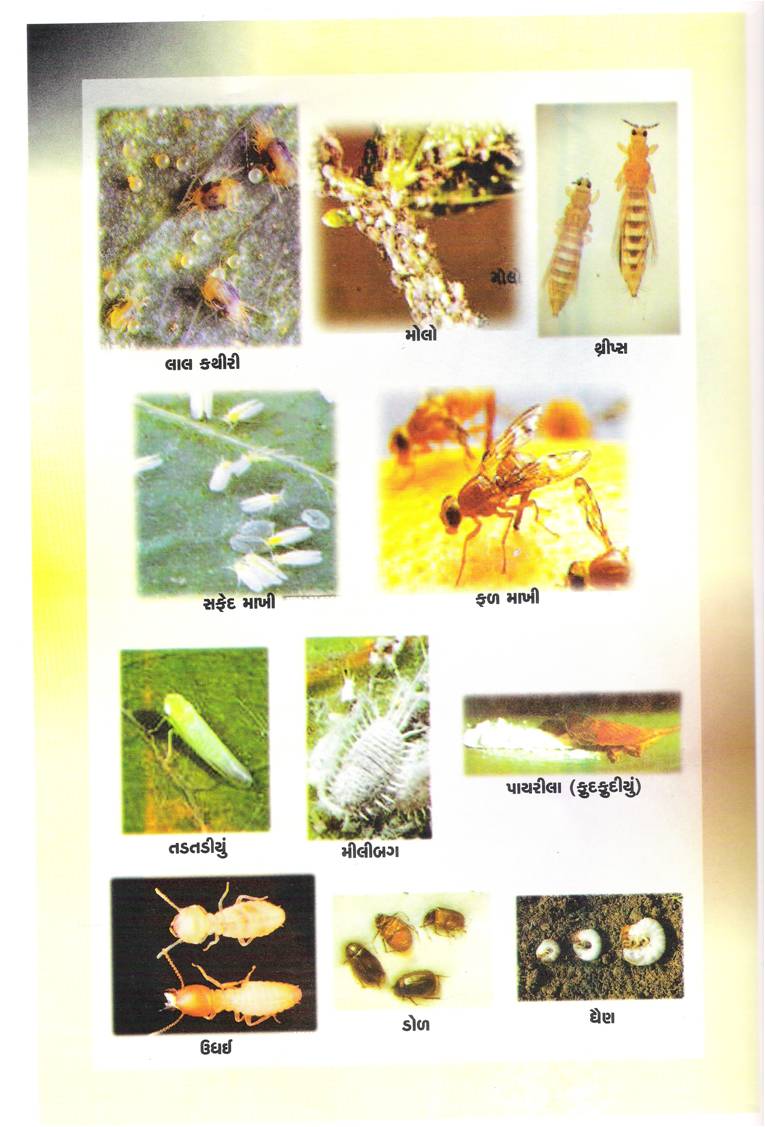 Image Title 13